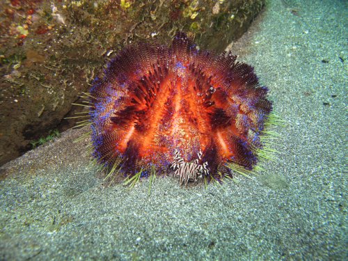 Fire Urchin et Zebra crab